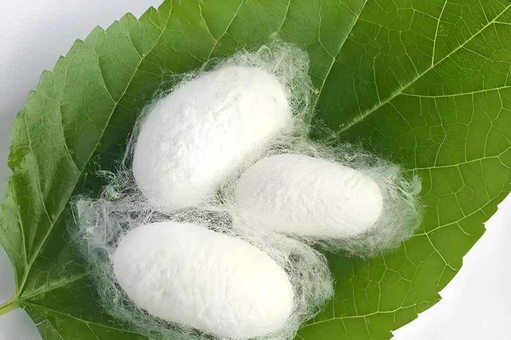 Silkworm Cocoon