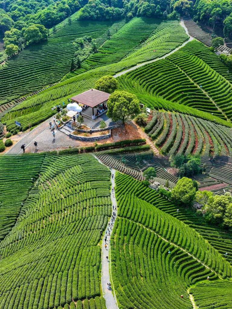 Longwu Tea Village