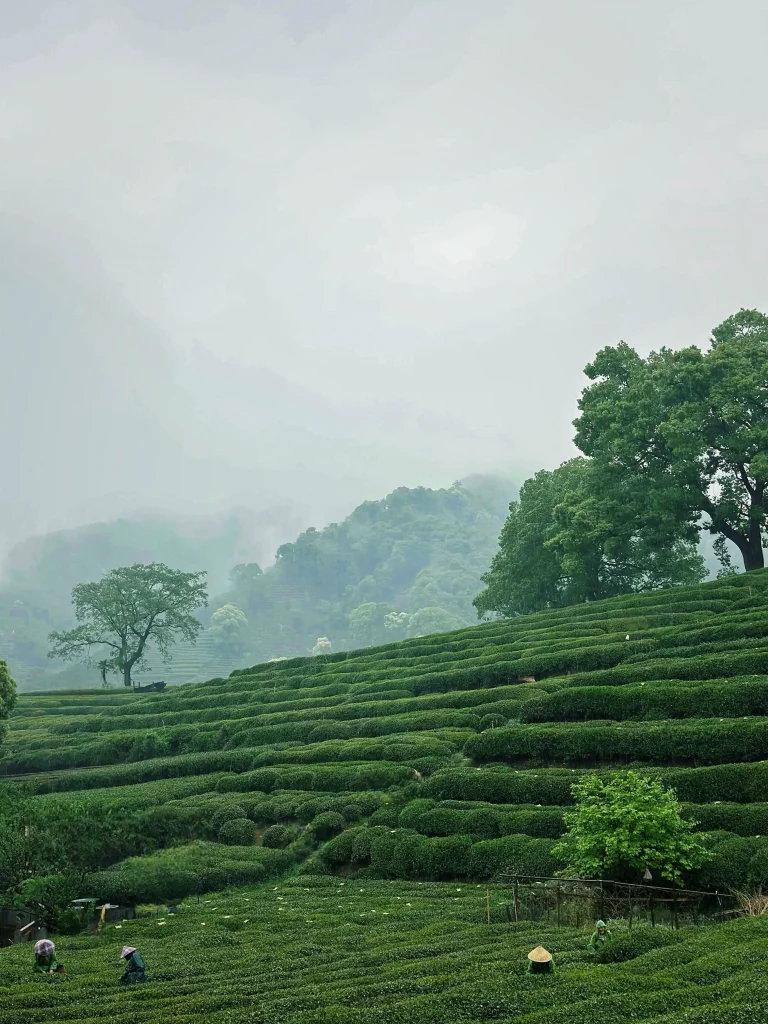 Meijiawu Tea Village