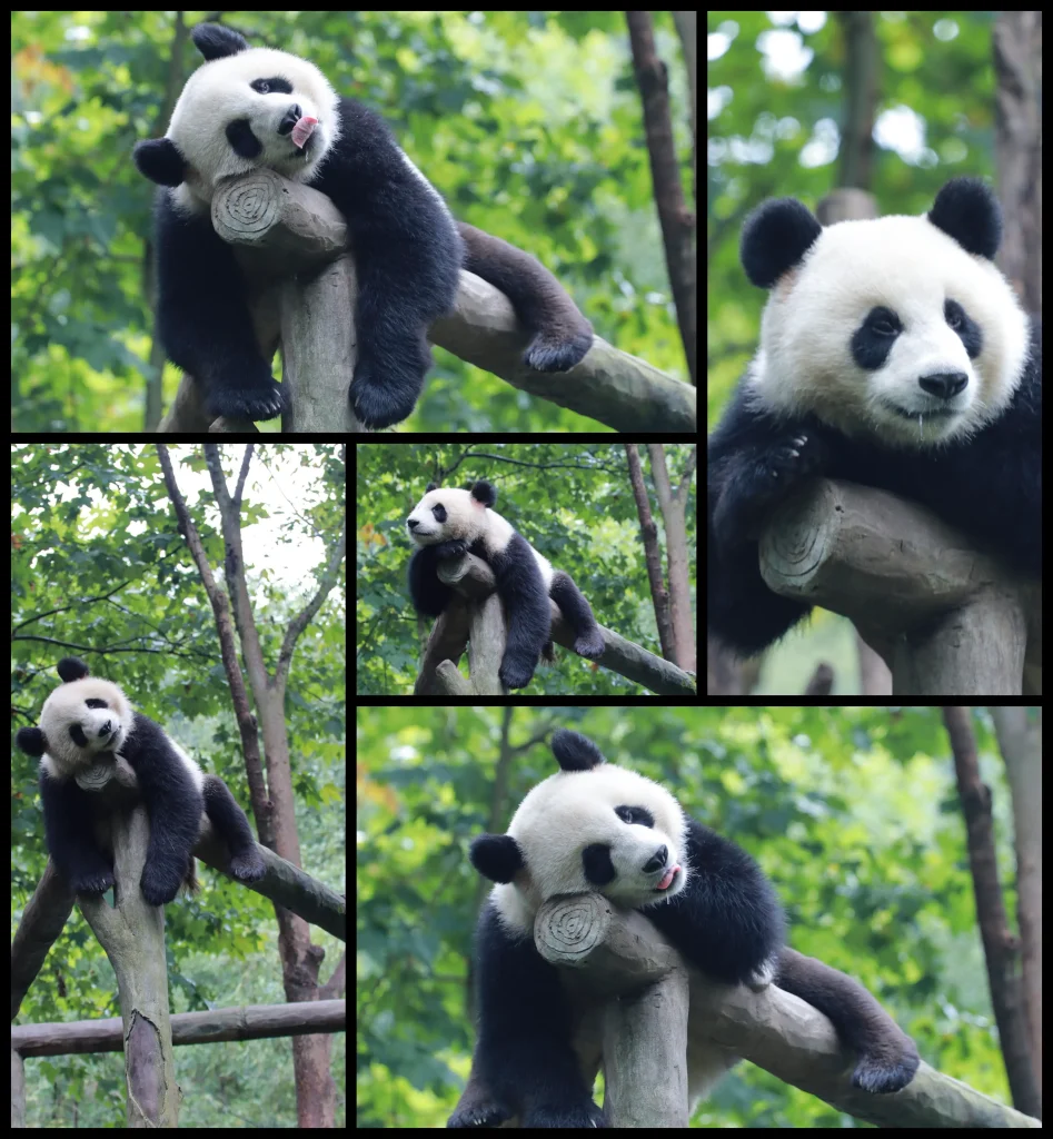 Dujiangyan Panda Valley