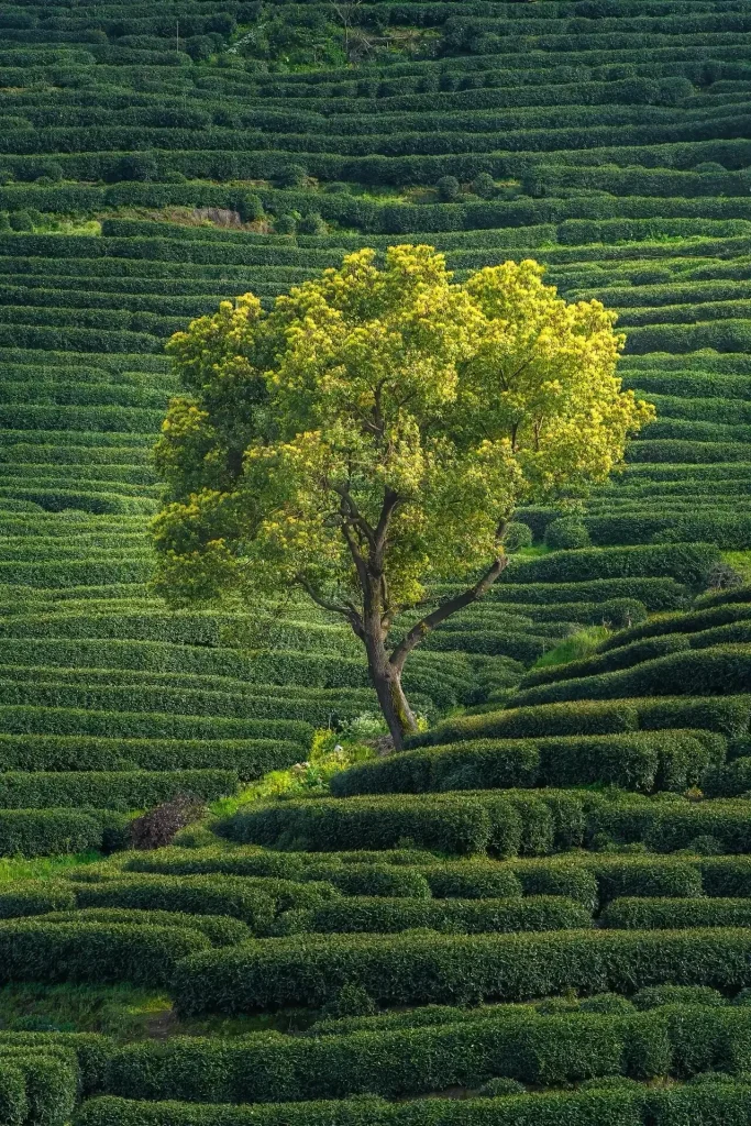 Longjing (Dragon Well) Village