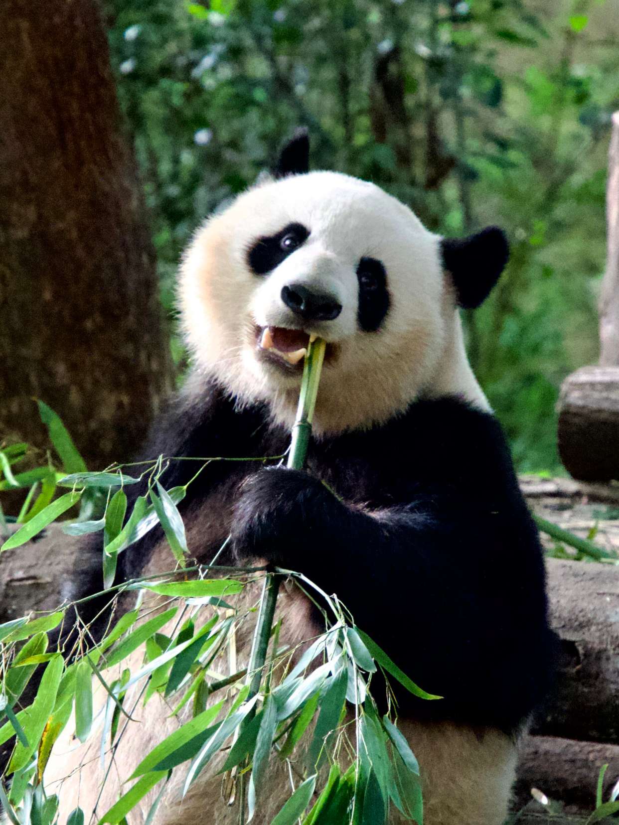 panda1