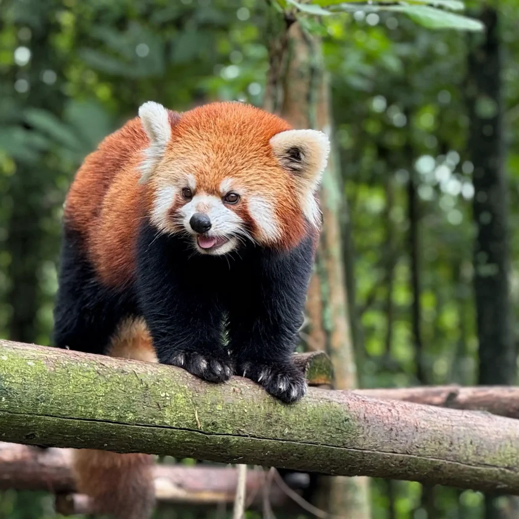 Lesser Panda