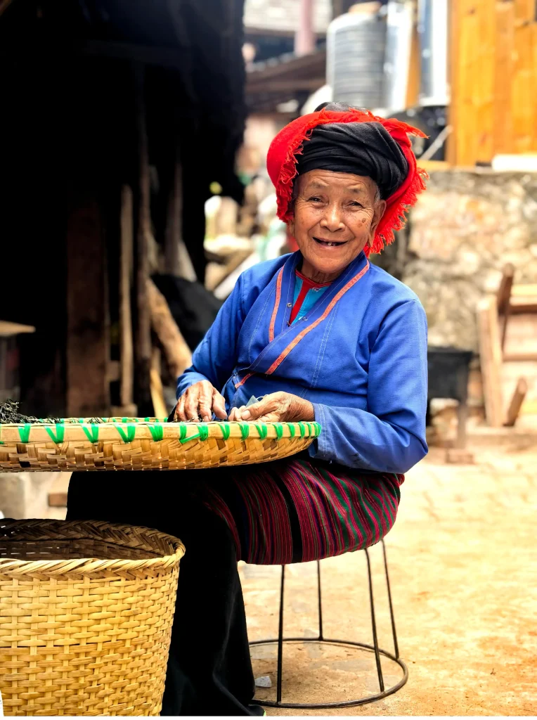 Close-up of a Bulang farmer hand-picking fresh tea leaves