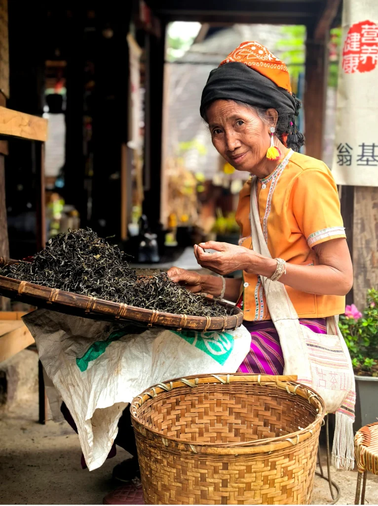 Close-up of a Bulang farmer hand-picking fresh tea leaves