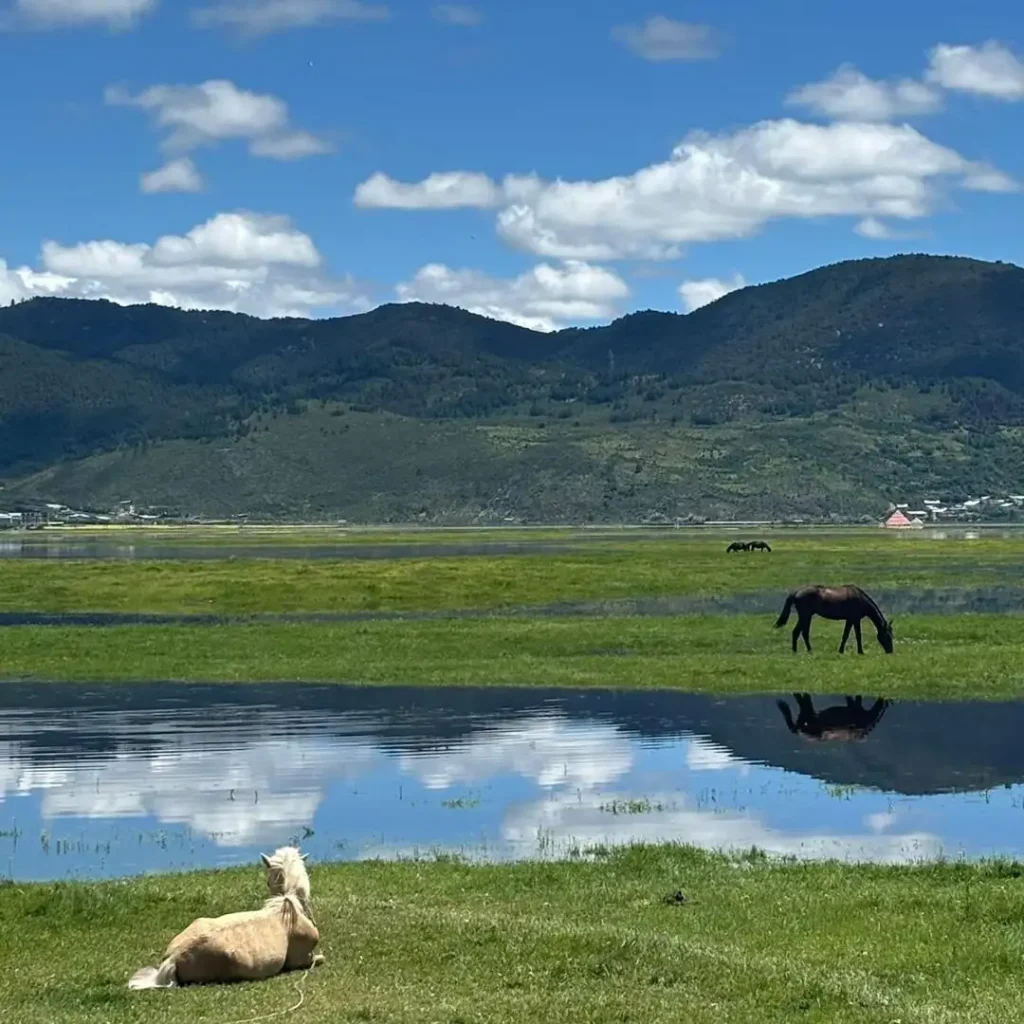 Napa Lake & the Highland Grasslands