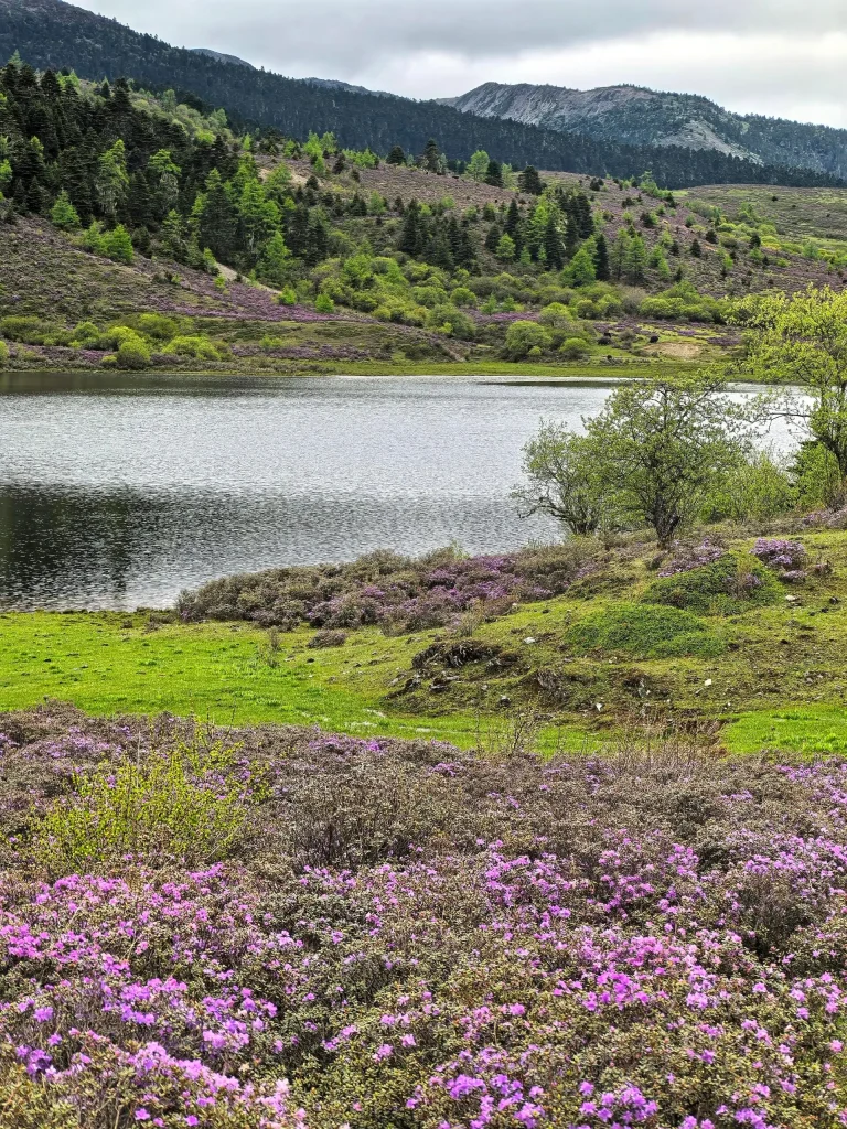 Shangri-La Rhododendrons