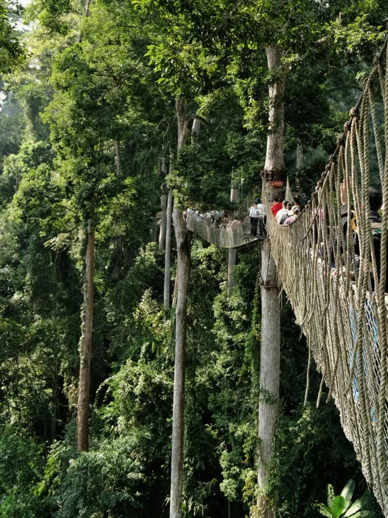 Wangtianshu Rainforest