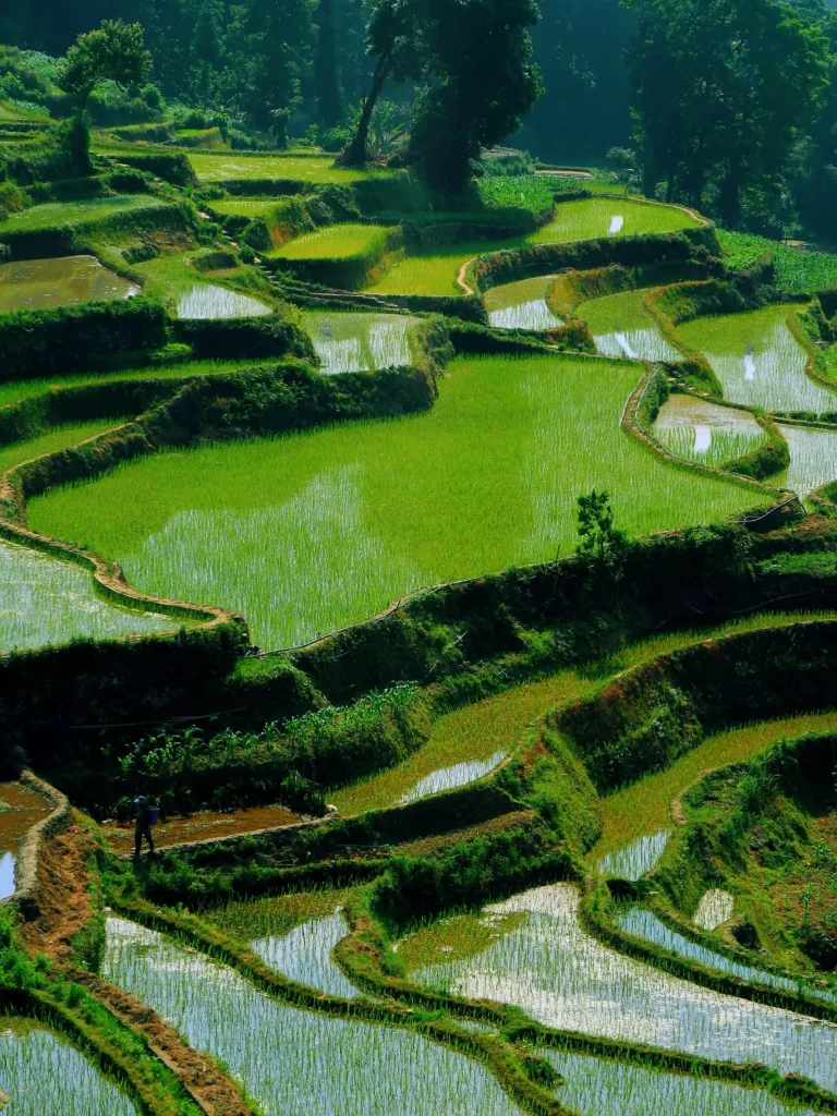 Yuanyang Terraces